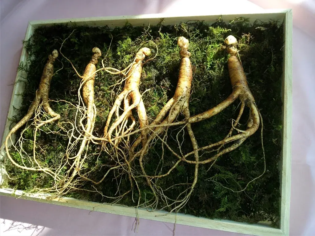 Ginseng roots on moss in a wooden box